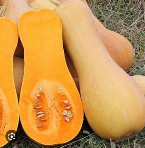 Semi selezionati zucca - semi,