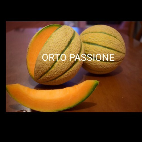 120 semi melone cantalupo - semi,