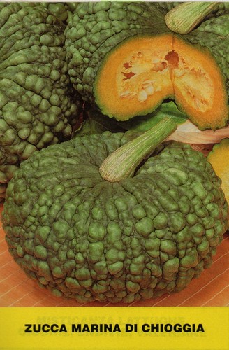 Semi selezionati zucca - semi,