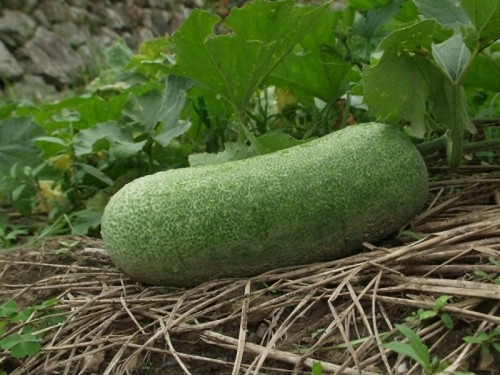 Zucca cera benincasa - cera,