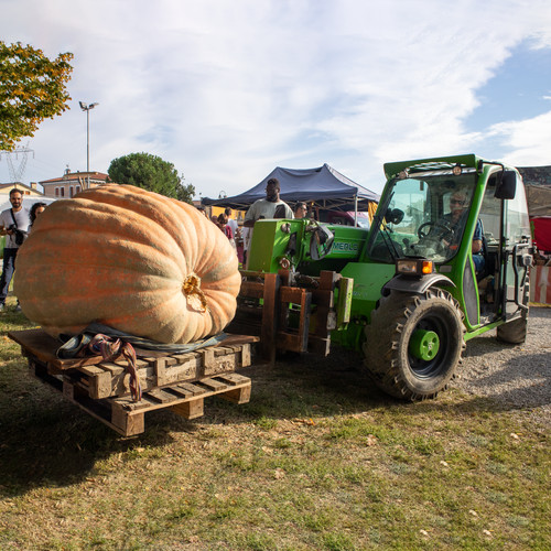 Semi zucca gigante dill - zucca, dill's