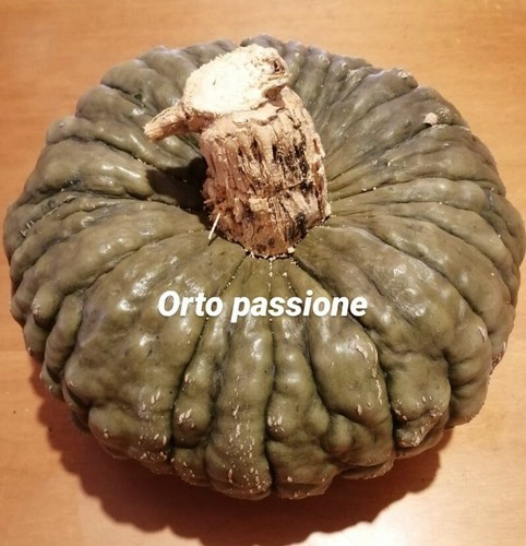 100 semi zucca - semi, marina