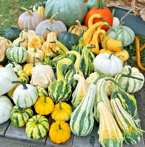 Zucche ornamentali mix - zucche, |
