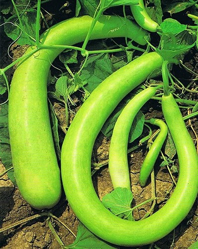 Semi zucca zucchina - semi,