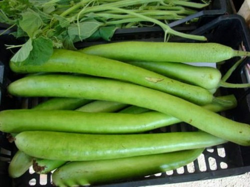 Semi zucca lunga serpente - 15,