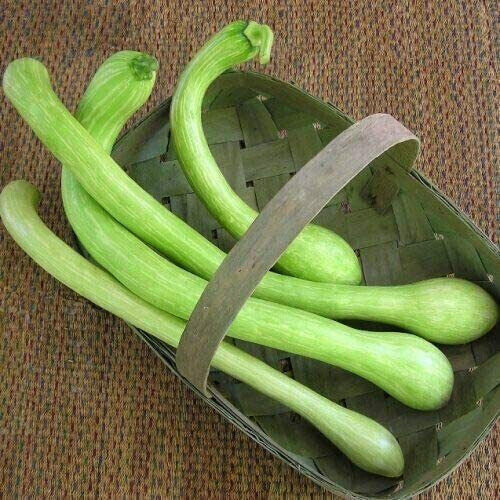 Semi zucca trombetta - 7, di
