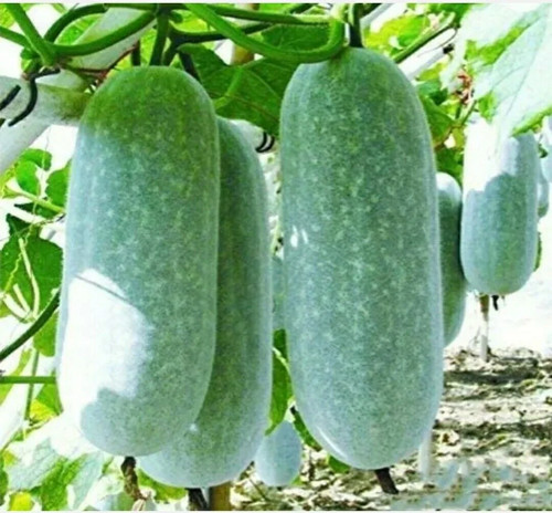 Zucca asiatica wax - asiatica, gourd