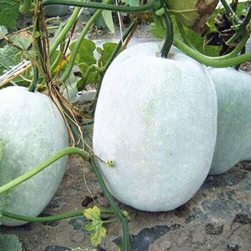 Semi zucca cera - zucca,