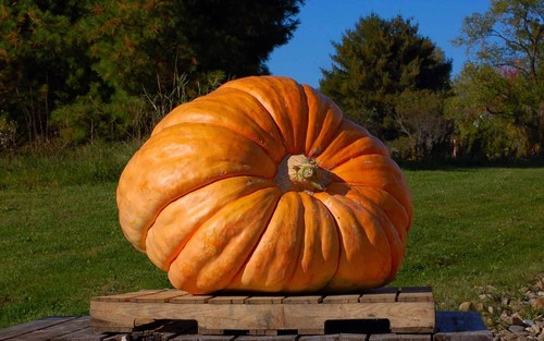 Zucca atlantic gigante - zucca,