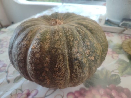 Semi bio zucca delica - di,