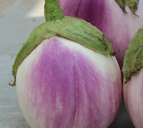 300 semi melanzana - 300,
