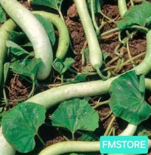 Semi zucca zucchina - 20, di