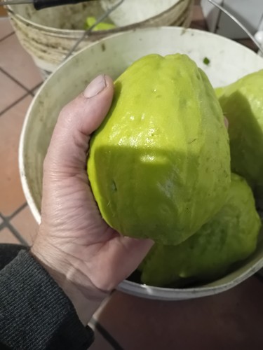 Chayote varietà poco - -,