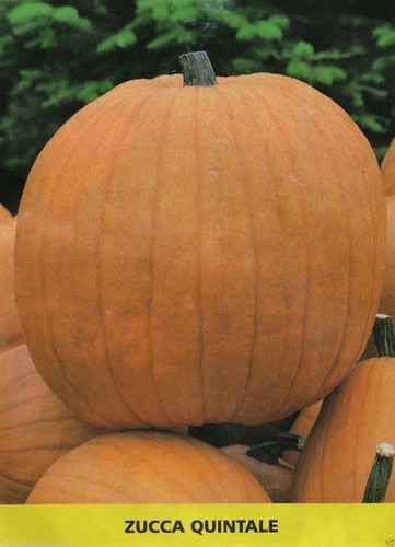 Semi zucca quintale - , quintale-