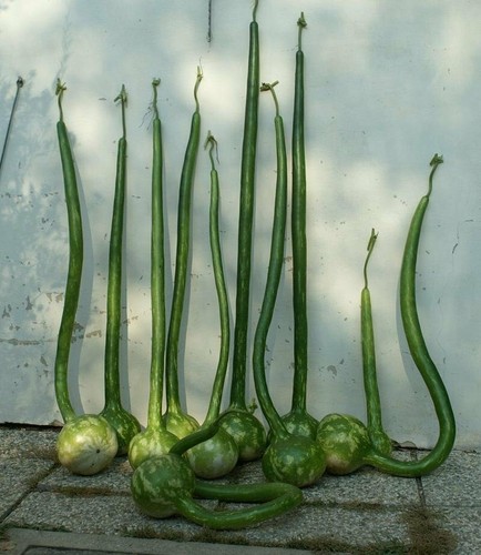 Kalebasse extra long dipper - kalebasse,