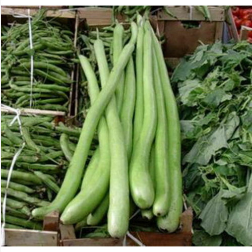 Zucca lunga serpente - lunga, di