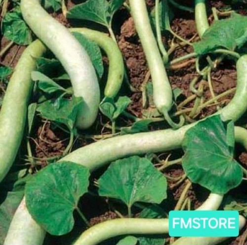 Semi zucca zucchina - semi,