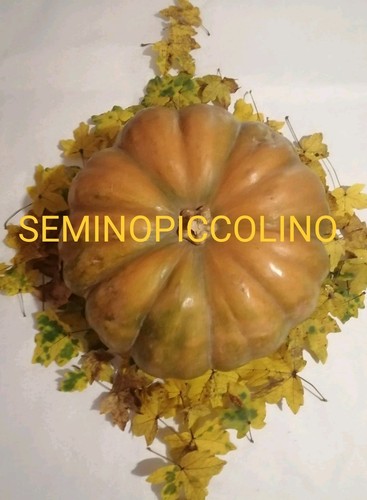 Semi zucca moscata - semi, di