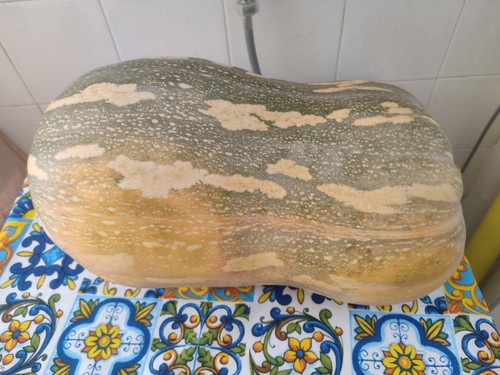 Semi zucca lunga piena - di,