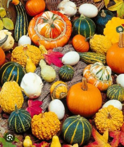 Semi zucca ornamentale - semi,