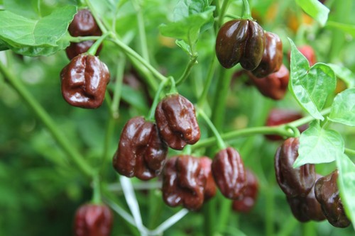 Semi habanero chocolate - 20, di