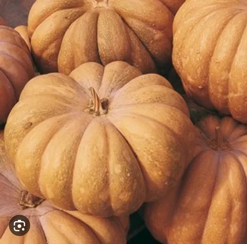 Semi zucca mosquee - semi, di