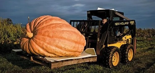 Zucca gigante dill s - gigante,