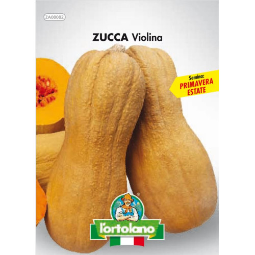Zucca violina semi - violina, in