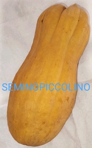 Semi zucca butternut rugosa - semi,