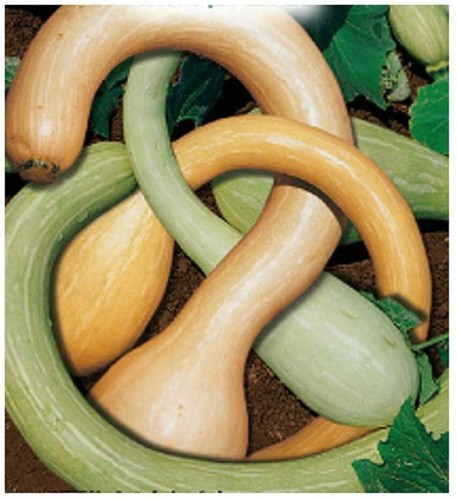 Semi zucca trombetta - trombetta, di