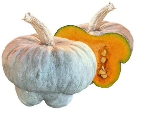 Semi zucca cappello del - zucca,