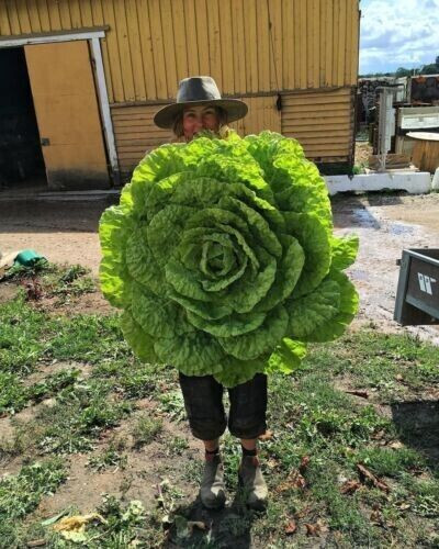 100 semi lattuga gigante - di, +