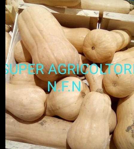 Semi zucca violina - semi,