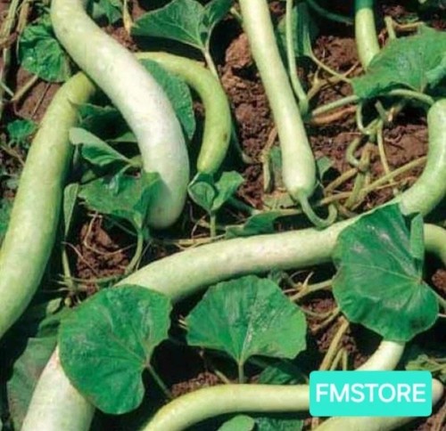 Semi zucca zucchina - 20,