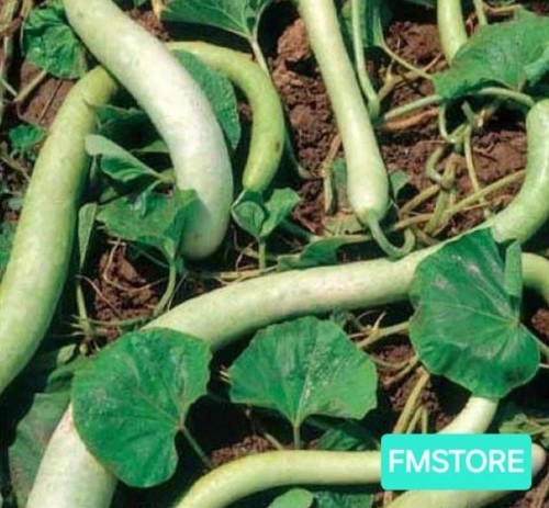 Semi zucca zucchina - 20,