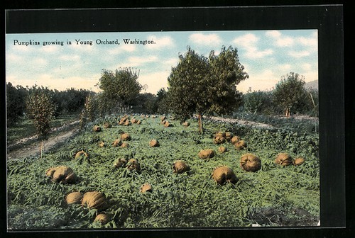 Zucche campo cartolina - un, campo,