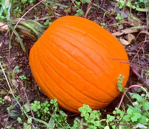 Lotto 10 semi zucca - 🎃👻,