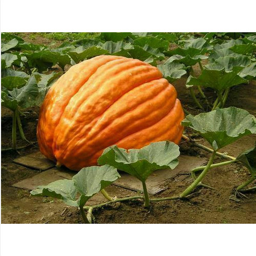 Semi zucca gigante big - di,