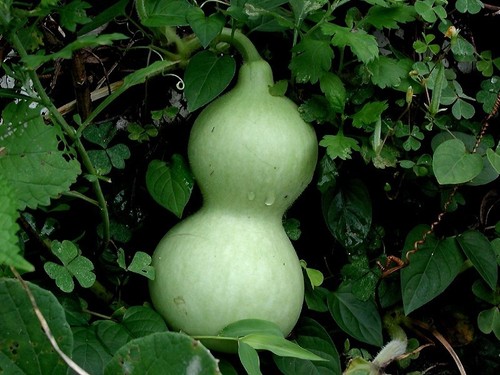 Semi zucca bottiglia - semi, di