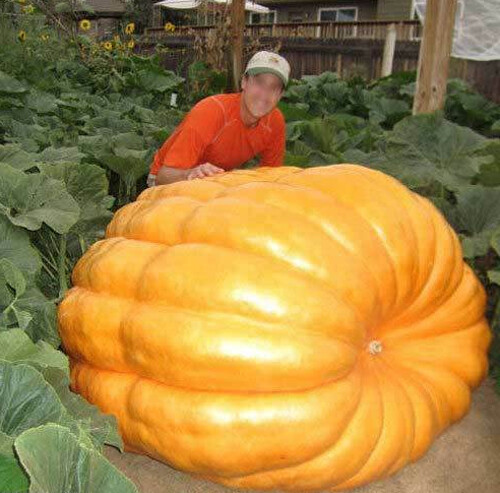 Semi zucca gigante - 15, atlantic