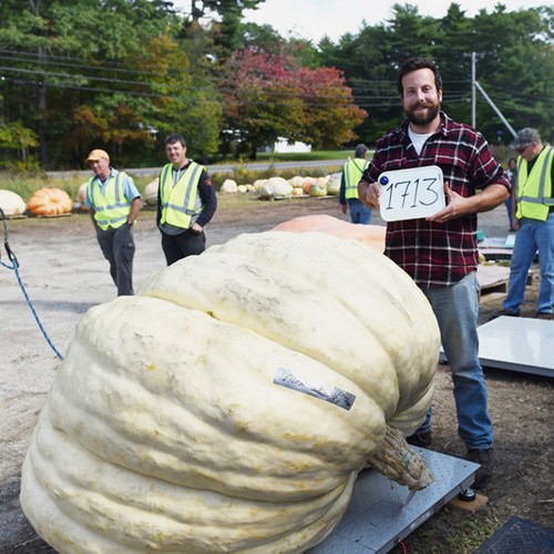 Semi zucca gigante - semi,