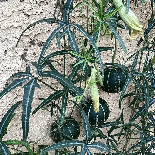 Sale2040 zucca curcurbita - sale2040,