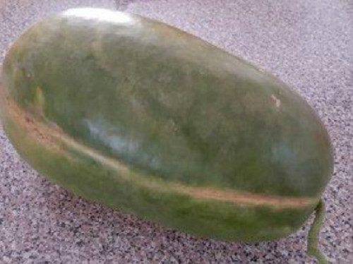 Semi zucca cedrina - semi,