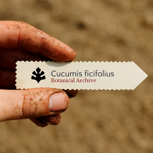 Cucumis ficifolius seeds - -,