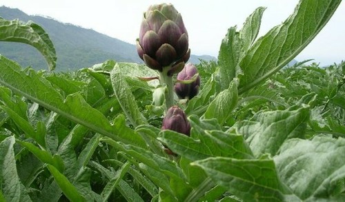 Semi carciofo violetto di - semi,
