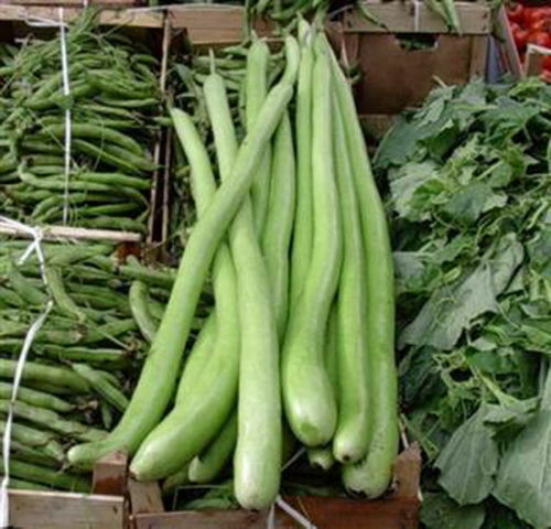 Zucca lunga serpente - serpente, di