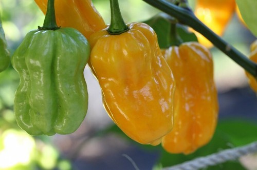 Semi habanero yellow - semi,