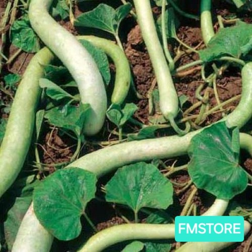 Semi zucca zucchina - 20,