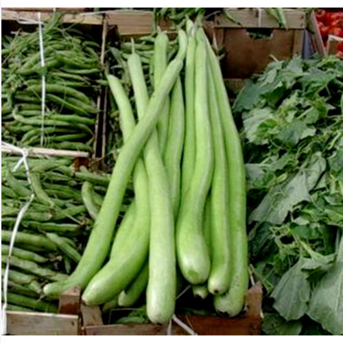 Zucca lunga serpente - lunga,