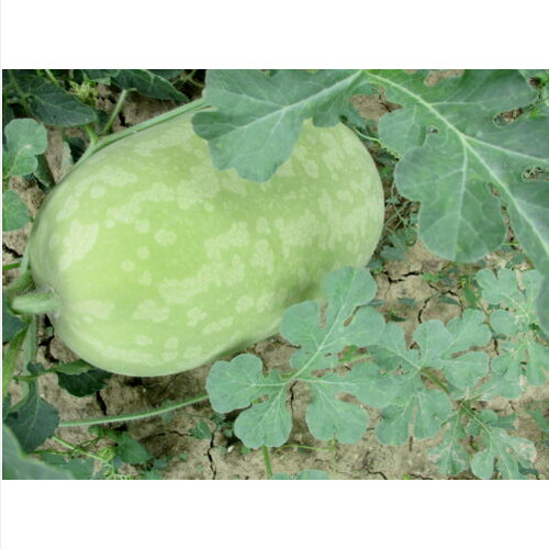 Semi zucca cedrina - 15,